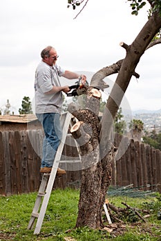 Man on ladder sawing tree branches