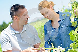 Man and lady looking at grape vines