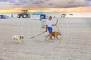 Man in late afternoon walks along south beach with his dogs