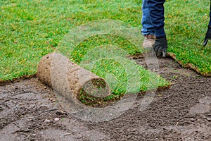 Man laying grass turf rolls for new garden lawn