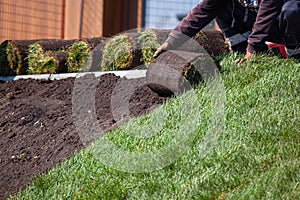 Man laying sod for new garden lawn, gardening