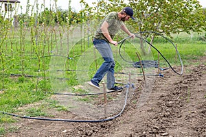 A man lays a plastic pipe to supply water to a drip irrigation system, installing automatic drip irrigation for the