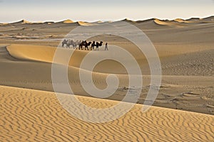 Man leading Bactrian camels in sand dunes of China`s Gobi Desert