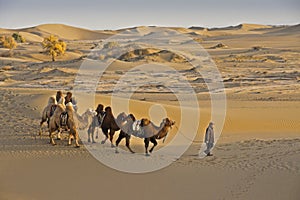 Man leading Bactrian camels in sand dunes of China`s Gobi Desert