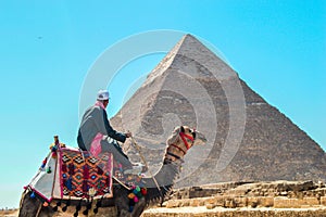 Man leads a Camel at Giza Pyramids