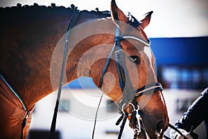 A man leads by the reins a bay horse with a braided mane and beautiful eyes, which is wearing a brown blanket. Equestrian sports