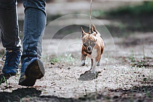 A man leads a small dog of the Chihuahua breed on a leash. The dog goes near the legs