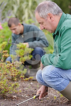 Man leveled seedbed rake in garden