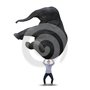 Man lifting big elephant - isolated