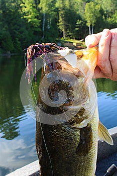 Man Lips Large Mouth Bass Caught on Flipping Jig Lure