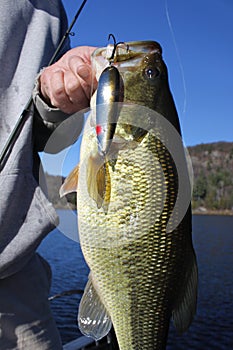 Man Fishing Holding Largemouth Bass