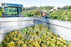 Man loading truck with ripe grapes in vineyard