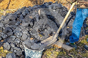 A man loads coal into a bucket with a shovel. Heating a country house during the cool season in autumn and winter