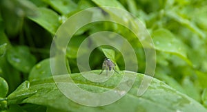 Unusual and rare fly in the garden. photo