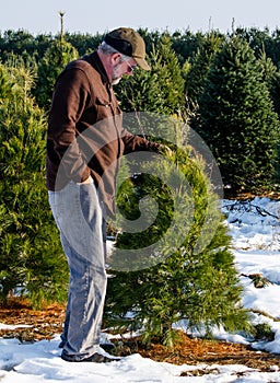 Man looking at trees at a tree farm