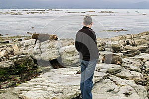 Man looks at resting fur seals