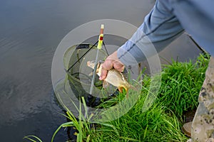 Man lowers beautiful caught carp into the cage. Angling