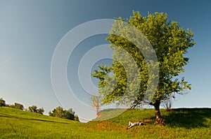 Man lying under the tree on sunny spring day