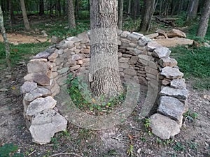 A man-mad stone wall structure surrounds a tree in a wooded area in West Virginia USA. photo