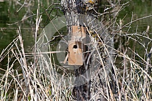 Man made bird house on tree in Nebraska country