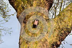 Man made bird nesting facility on a tree