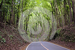 `Man-Made Forest`, Bohol - Philippines photo
