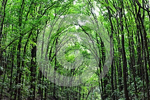 Man-made Mahogany forest of Loboc and Bilar, Philippines