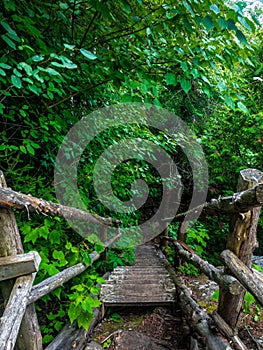 Old wood stairs in the forest