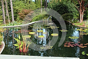 A man made pond filled with aquatic plants surrounded by trees in Durham, North Carolina