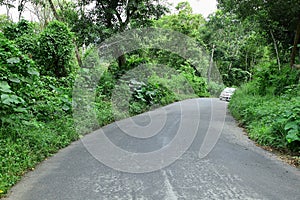 A man made road in the dense jungle.