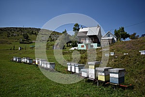 The man-maid hives in the village estate