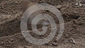 A man makes furrows in the ground with a manual hiller. Farming, planting plants in spring, lose-up