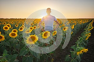 Man in meadow of sunflower at sunset