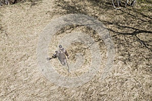 A man with a metal detector on an ancient settlement photographed from a drone