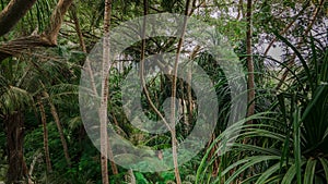 Man in the middle of jungles in the tropical rainforest at the island Manadhoo the capital of Noonu atoll