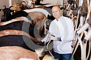 Man milking goats on farm