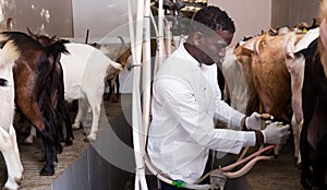 Man milking goats on farm
