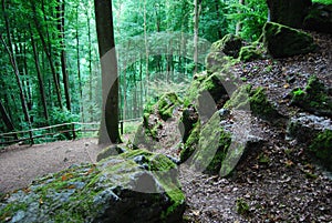 Man in the Moss in a bewitched German Forest photo