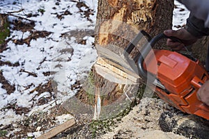 man with motor chainsaw cutting tree in forest.