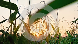 Man moves cornfield towards sunrise, subjective camera. Sunset at cornfield. The sun sets over the horizon, twilight in