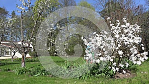 Man mow lawn between white blooms in spring. 4K