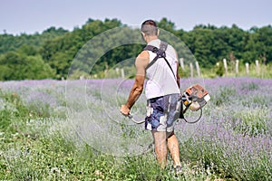 Man mowing among lavender rows