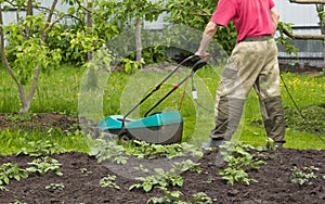 A man mows grass with an electric lawnmower in the garden. You can see the electric wire. Potatoes grow nearby