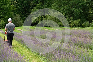 A man mows the grass with an electric lawnmower. Lithium Ion battery powered Electric Lawn mower.