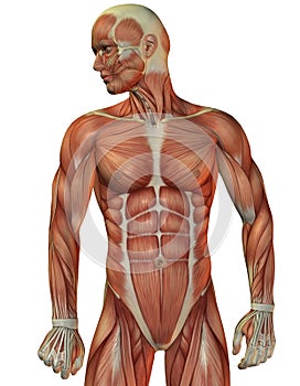 Man muscle structure front view