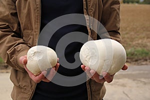 A man, a mushroom picker, holding large mushrooms in his hands, Lycoperdaceae, close-up