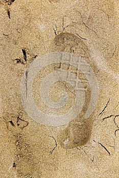 Man and nature: traces of bird`s foot and a human foot on yellow sand.