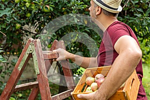 Man next to ladder holding crete full of fresh organic apples