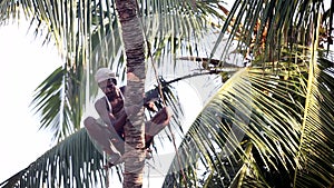 Man nicks in with machete palm tree trunk to knock down