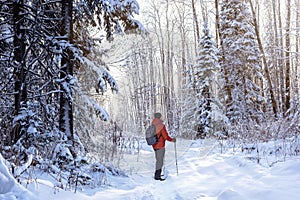 Man with nordic walking poles hiking in snow-covered winter nature.